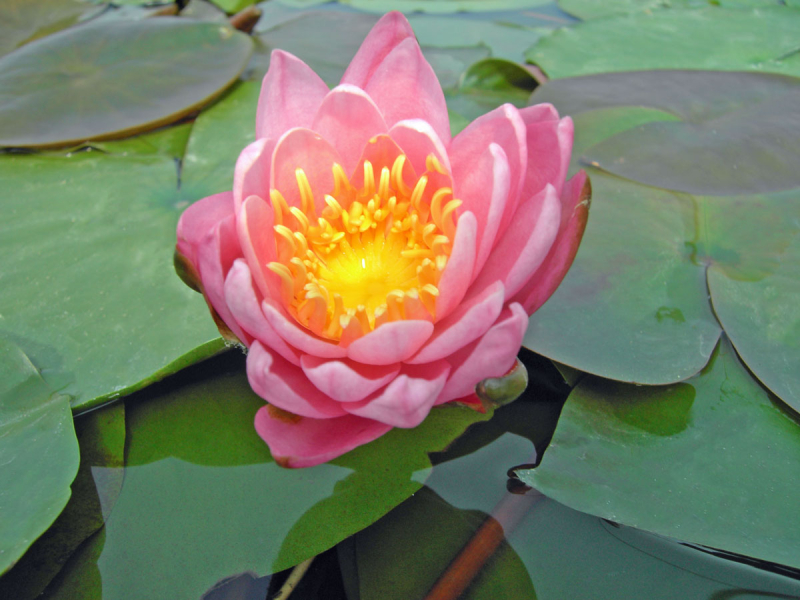Seerose - Celebration